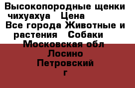 Высокопородные щенки чихуахуа › Цена ­ 25 000 - Все города Животные и растения » Собаки   . Московская обл.,Лосино-Петровский г.